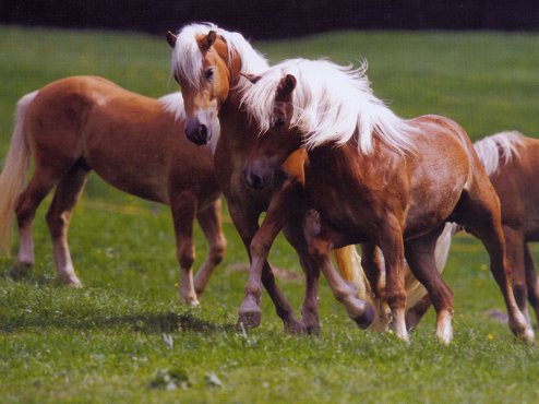 haflinger